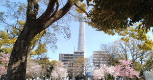 ニー株お花見オフ会