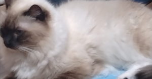 新年の誓いと実家猫