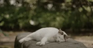 べつにやりきらなくていいんじゃないか